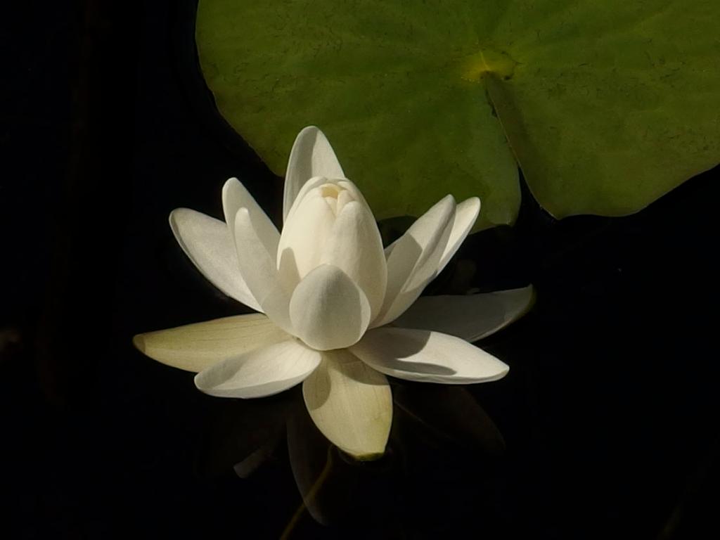 lily at Heywood's Meadow in August near Emerson's Cliff in Concord, Massachusetts