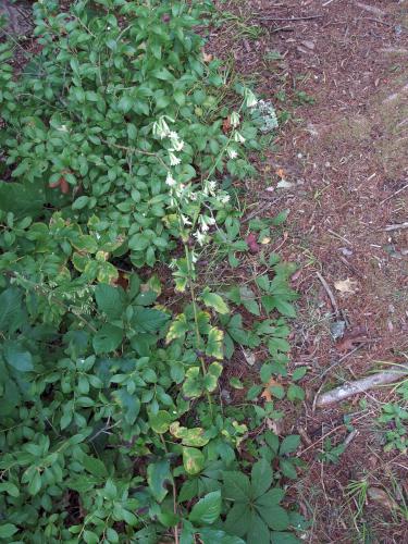 Gall-of-the-earth (Prenanthes trifoliolata) at Farandnear Reservation in September near Shirley in northeast Massachusetts