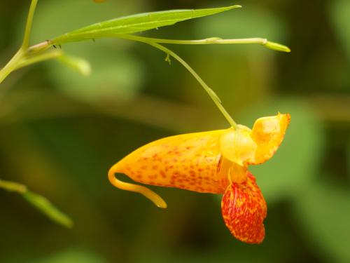 Spotted Touch-me-not (Impatiens capensis) in September at Farandnear Reservation near Shirley in northeast Massachusetts