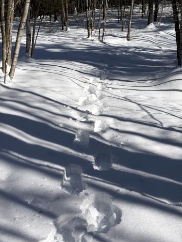 trail in February at Flint Hill Recreation Area in southern NH