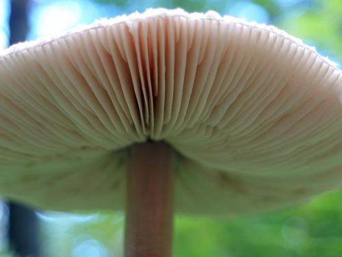 Deer Mushroom (Pluteus atricapillus) at Flints Brook Trail near Hollis in southern New Hampshire