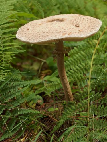 Deer Mushroom (Pluteus atricapillus) at Flints Brook Trail near Hollis in southern New Hampshire