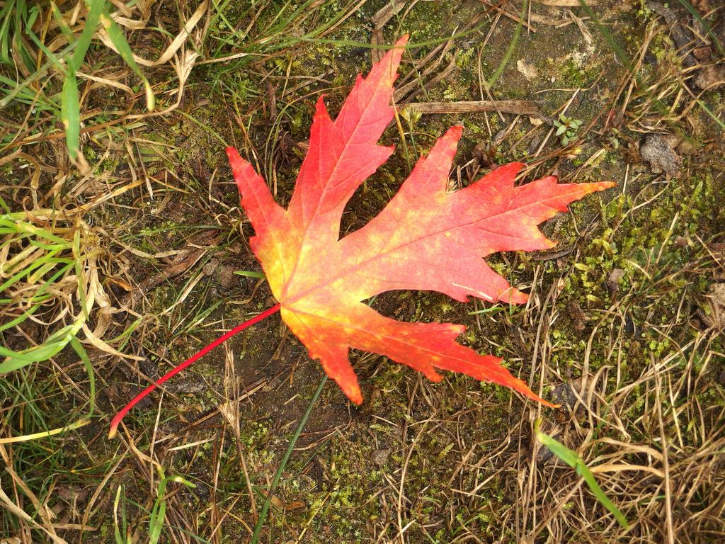 Silver Maple (Acer saccharinum) in September at Floodplain Forest near Concord in southern New Hampshire