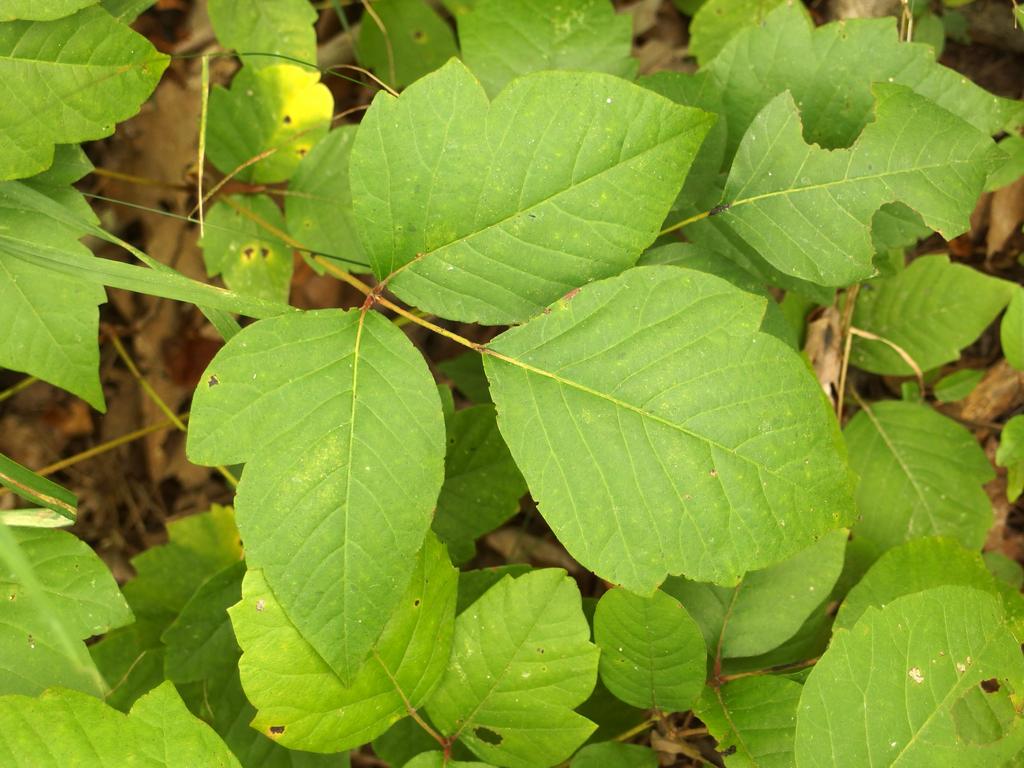 poison ivy at Floodplain Forest near Concord in southern New Hampshire