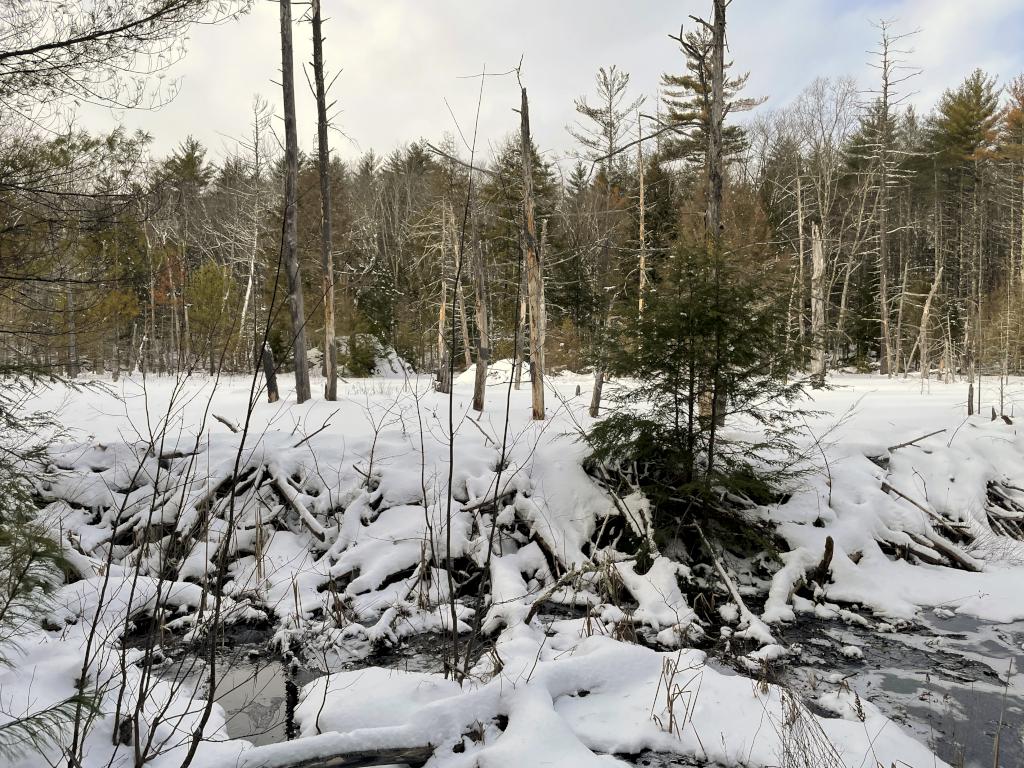 beaver dam in January beside the Fogg Hill Trail near Meredith, New Hampshire