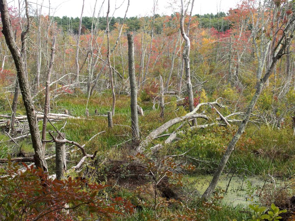 Mill Brook in September at Fork Factory Brook in eastern Massachusetts