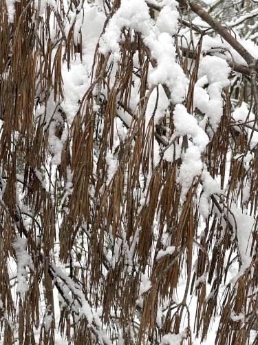 pine needles in January at Francis Cormier Trail in southern NH