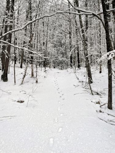 trail in January at Francis Cormier Trail in southern NH