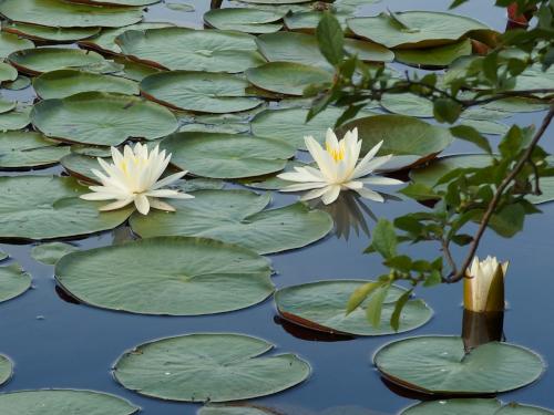 pond and lilies in July at Frye Town Forest at Kingston in southern New Hampshire