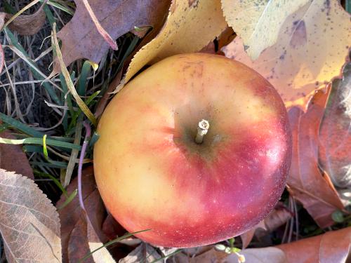 apple in November at Gelazauskas Preserve in southern NH