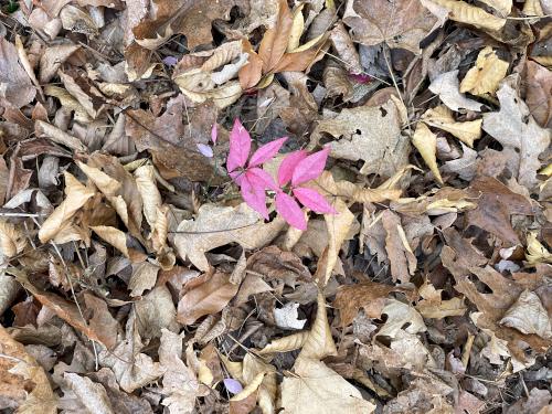 a little color in November at Gelazauskas Preserve in southern NH