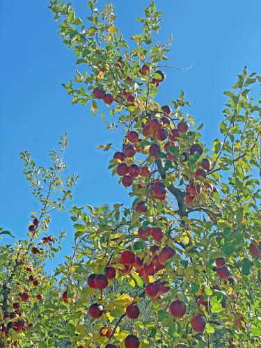 apple tree in November at Gelazauskas Preserve in southern NH