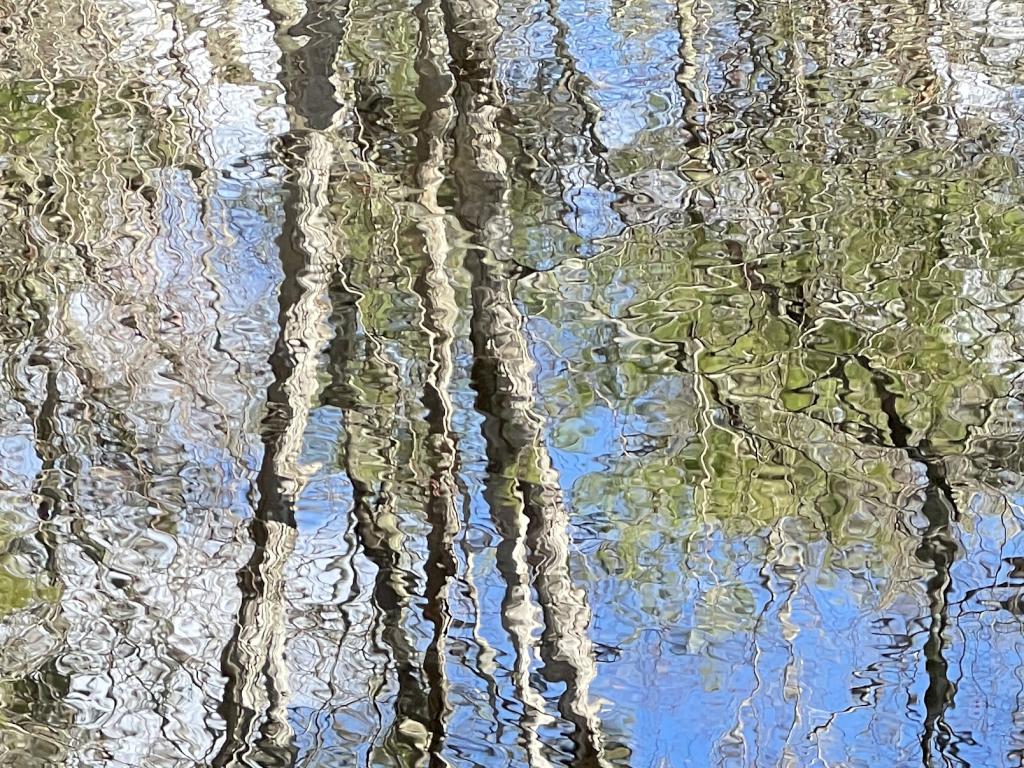tree reflection in March at F. Gilbert Hills State Forest in eastern Massachusetts
