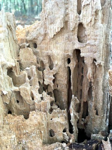 eaten tree at Gilson Hill in northeastern Massachusetts