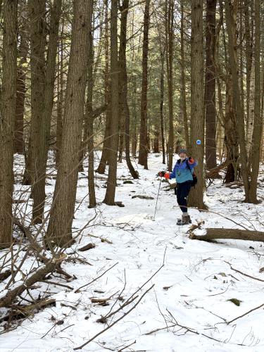 woods in January on Gliddens Hill in southern NH