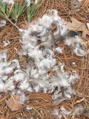 trailside bird feathers at Great Meadows NWR north in northeastern Massachusetts