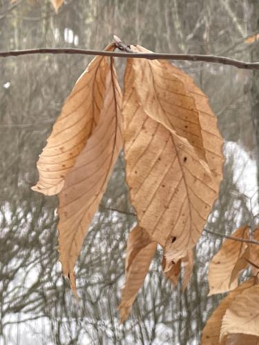 beech leaves in January at Grassy Pond Conservation Land in northeast MA