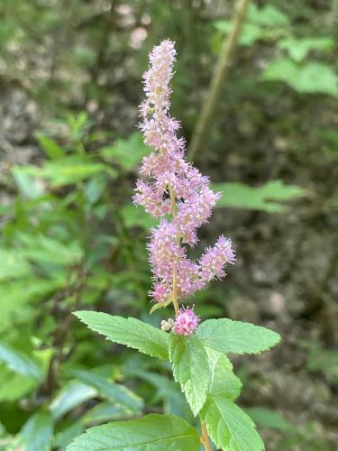 flower in July at Grater Woods east in southern NH