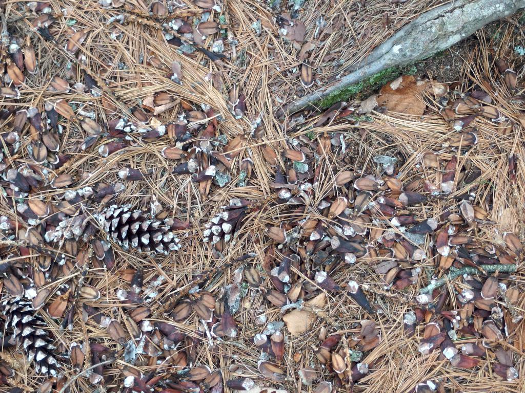 squirrel lunch spot beneath a White Pine in December at Grater Woods (west side) in southern New Hampshire