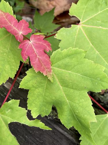 Red Maple (Acer rubrum) in June at Great Brook Trail in southern New Hampshire