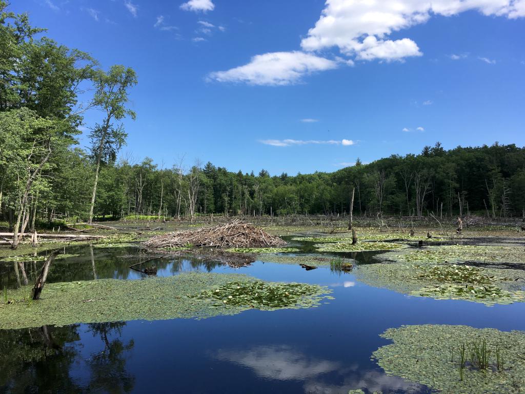 Beaver Pond in June at Gumpus Pond Conservation Area in southern New Hampshire