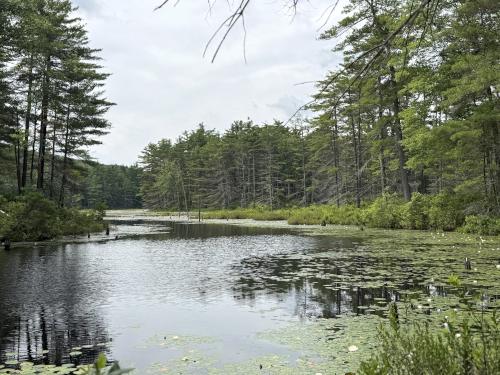 Hall Mountain Marsh in July  at Bear Brook State Park in southern NH