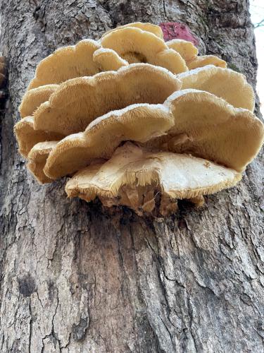 Northern Tooth Fungus (Climacodon septentrionalis) in November at Hamlin Conservation Area in New Hampshire