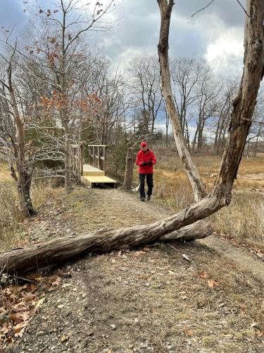 Fred on trail at Hamlin Reservation in northeast Massachusetts