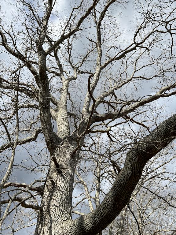 Oak tree at Hamlin Reservation in northeast Massachusetts