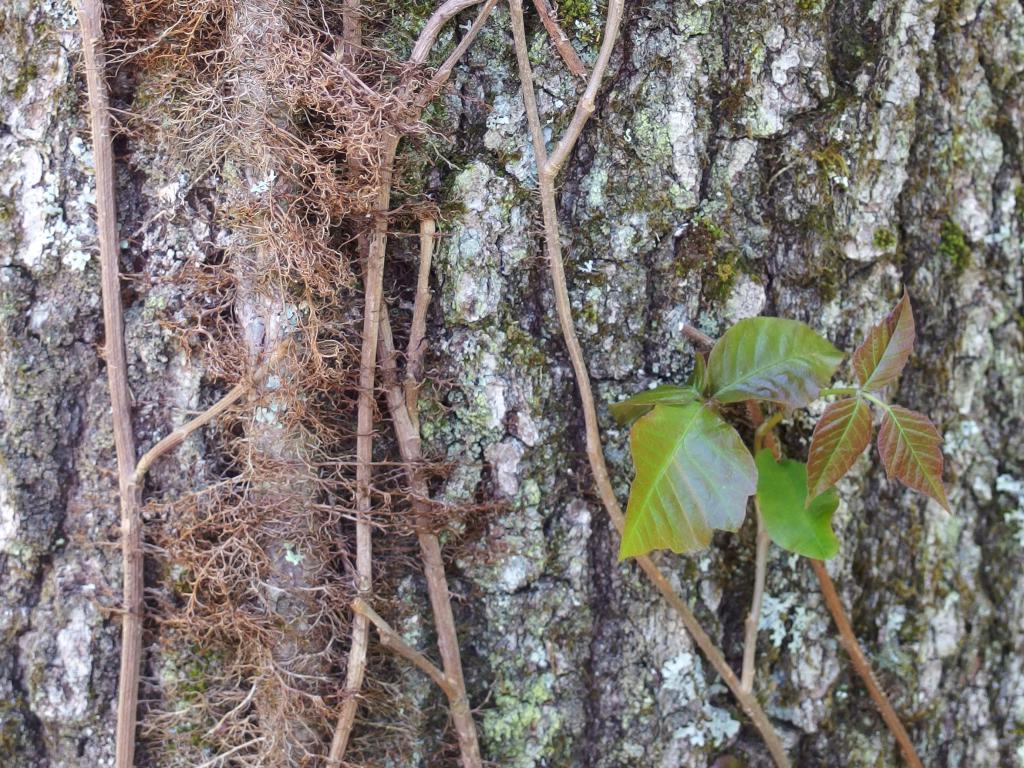 old and young poison ivy vines in May at Hampstead Western Trails in Hampstead, New Hampshire