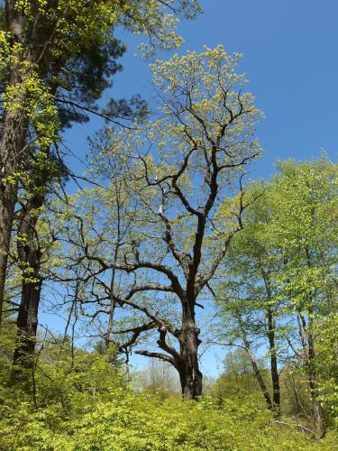 old oak tree at Hampstead Western Trails in Hampstead, New Hampshire