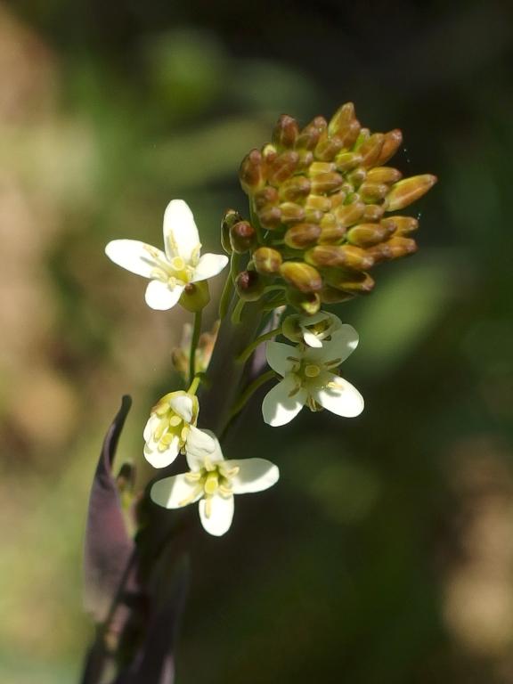 Field Pennycress (Thlaspi arvense) in May at Hampstead Western Trails near Hampstead in southern New Hampshire