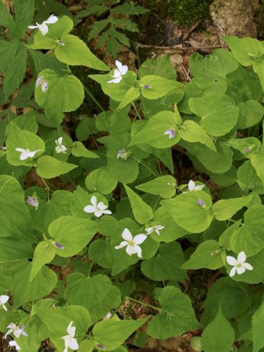 Canada Violet (Viola canadensis) at Harmon Hill in southern Vermont