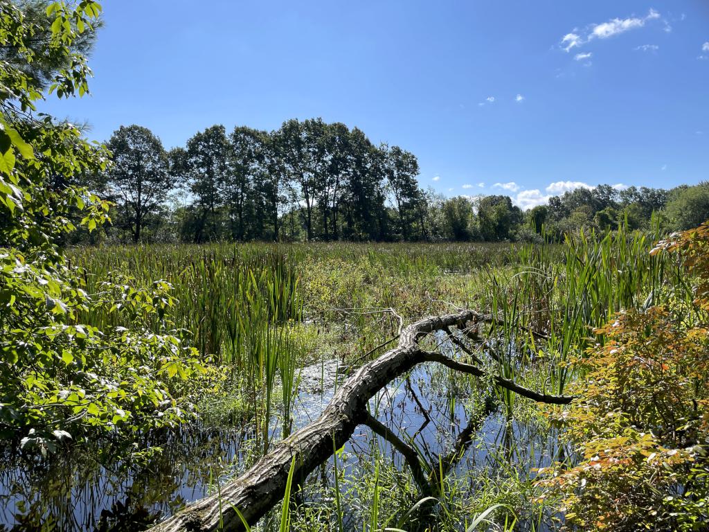 marsh in September at Hartwell Preserve in northeast MA