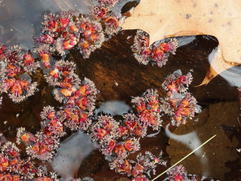 spent Maple tree male flowers in April beside the trail to MIT Haystack Observatory near Westford in northeastern Massachusetts