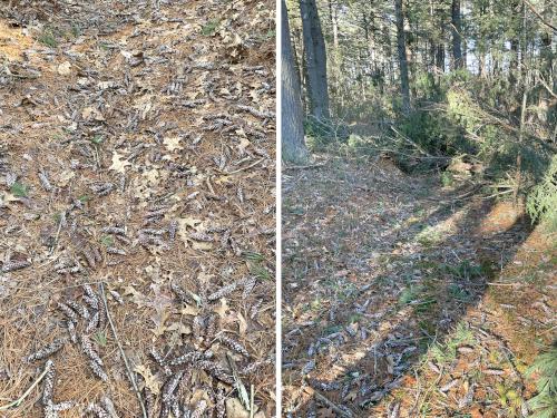 pine cones and fallen trees in December on the trails at Hazel Brook in eastern MA