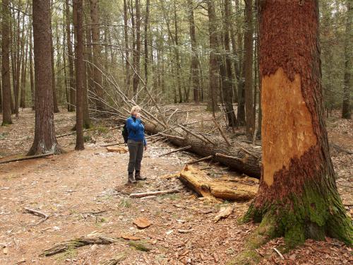 fallen tree at Heald Orchard in Pepperell MA