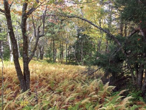 pretty woods in September at Healey Hill near Washington in New Hampshire