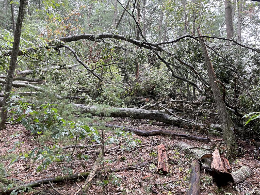 messed up trail in September 2023 at Heath Hen Meadow near Acton in northeast MA