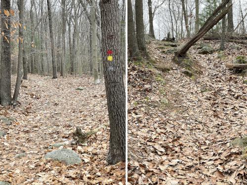 trail in December at Holbrook Town Forest near Holbrook in eastern Massachusetts