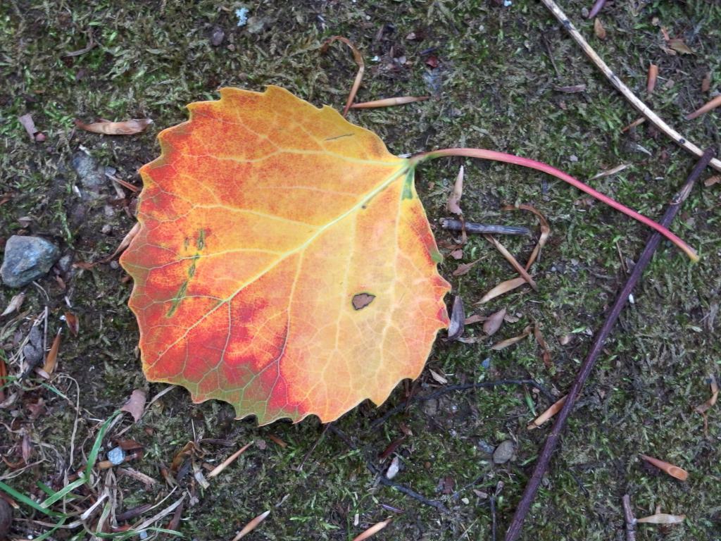 early leaf color in August at Houghton Hill in southeast Vermont