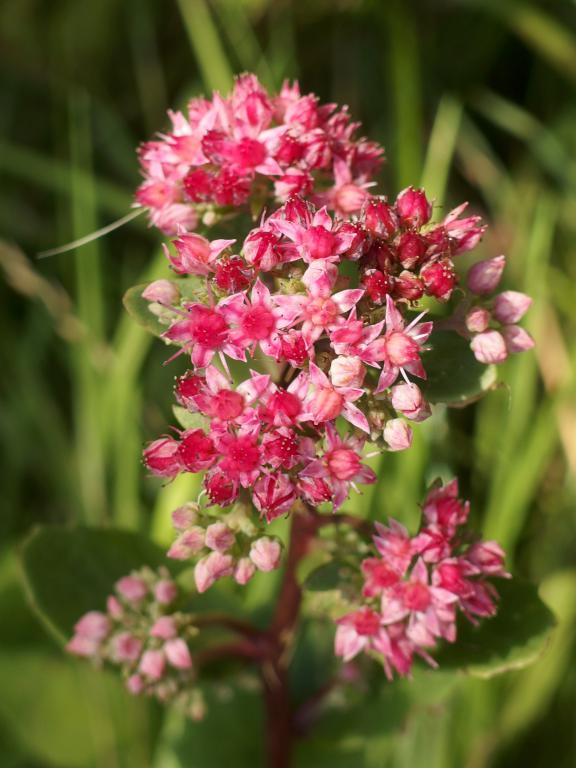 pretty pink flower in August at Houghton Hill in southeast Vermont