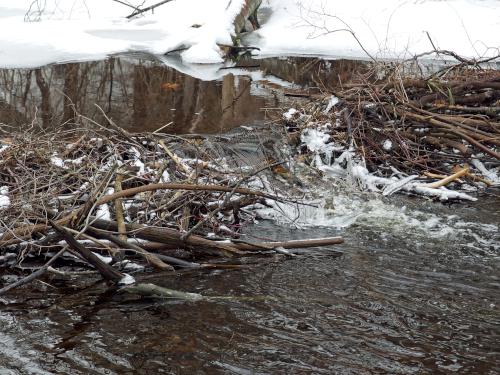 beaver dam on Hawthorne Brook in February at Howard Park in northeast Massachusetts