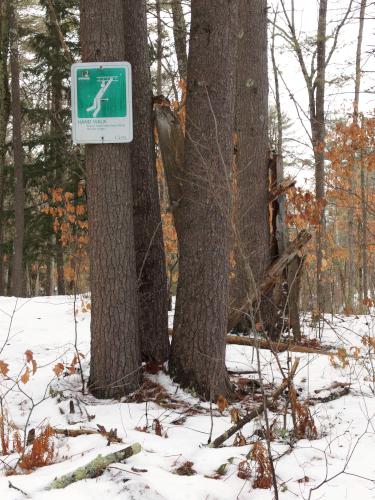 Lifecourse in February at Howard Park in northeast Massachusetts