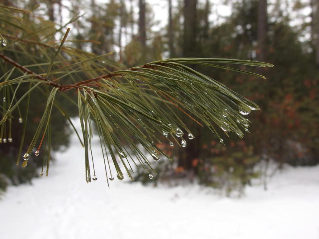 droplets of water from melted snow in February at Howard Park in northeast Massachusetts