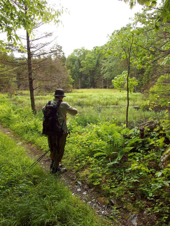 swamp in June at Hoyt Hill near Bristol in western New Hampshire