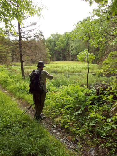 Swamp in June at Hoyt Hill near Bristol in western New Hampshire