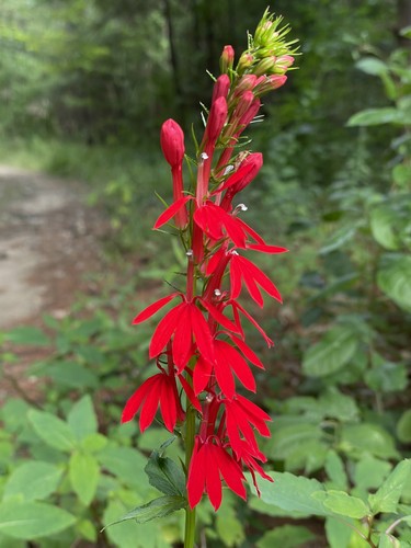 Cardinal Flower in July at Hudson Town Forest in southern NH