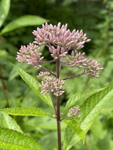 Joe Pye Weed in July at Hudson Town Forest in southern NH