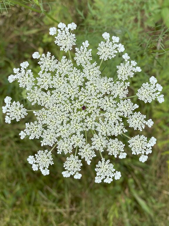 Queen Anne's Lace in July at Hudson Town Forest in southern NH